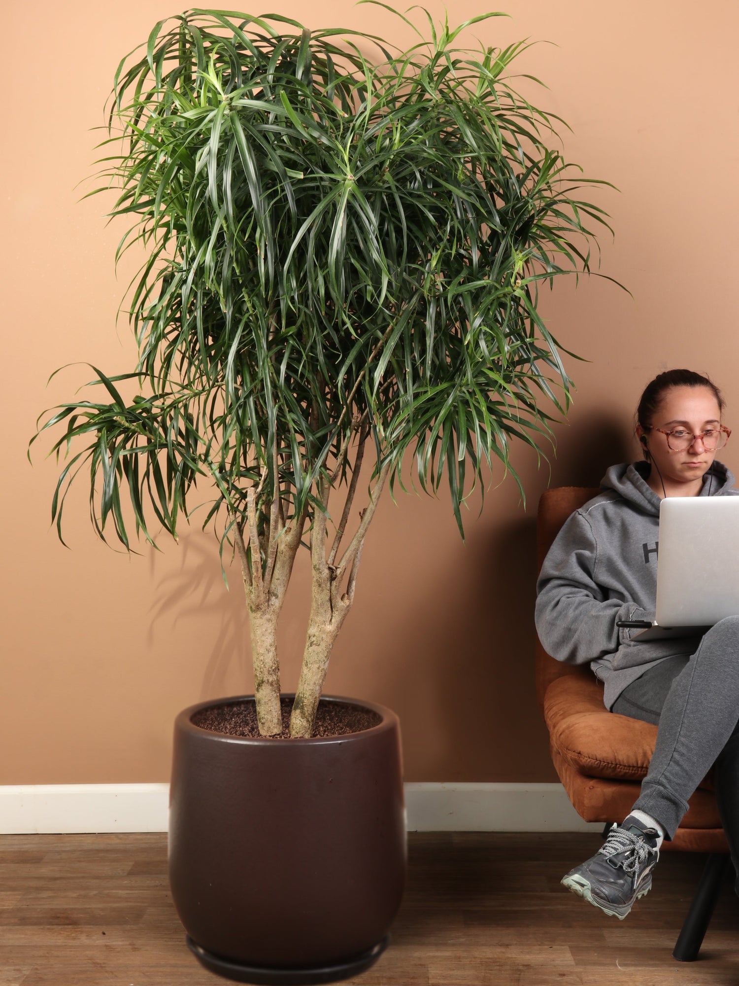 Huge Dracaena &