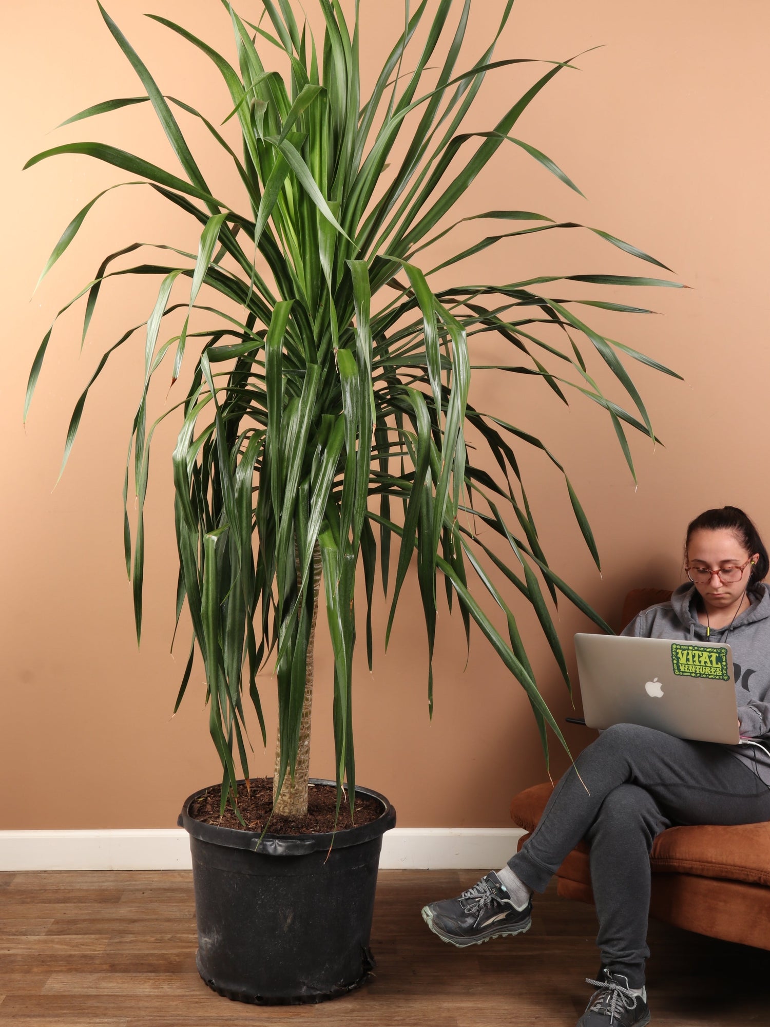 Huge Dracaena &