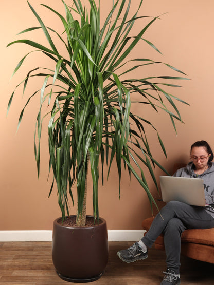 Huge Dracaena &