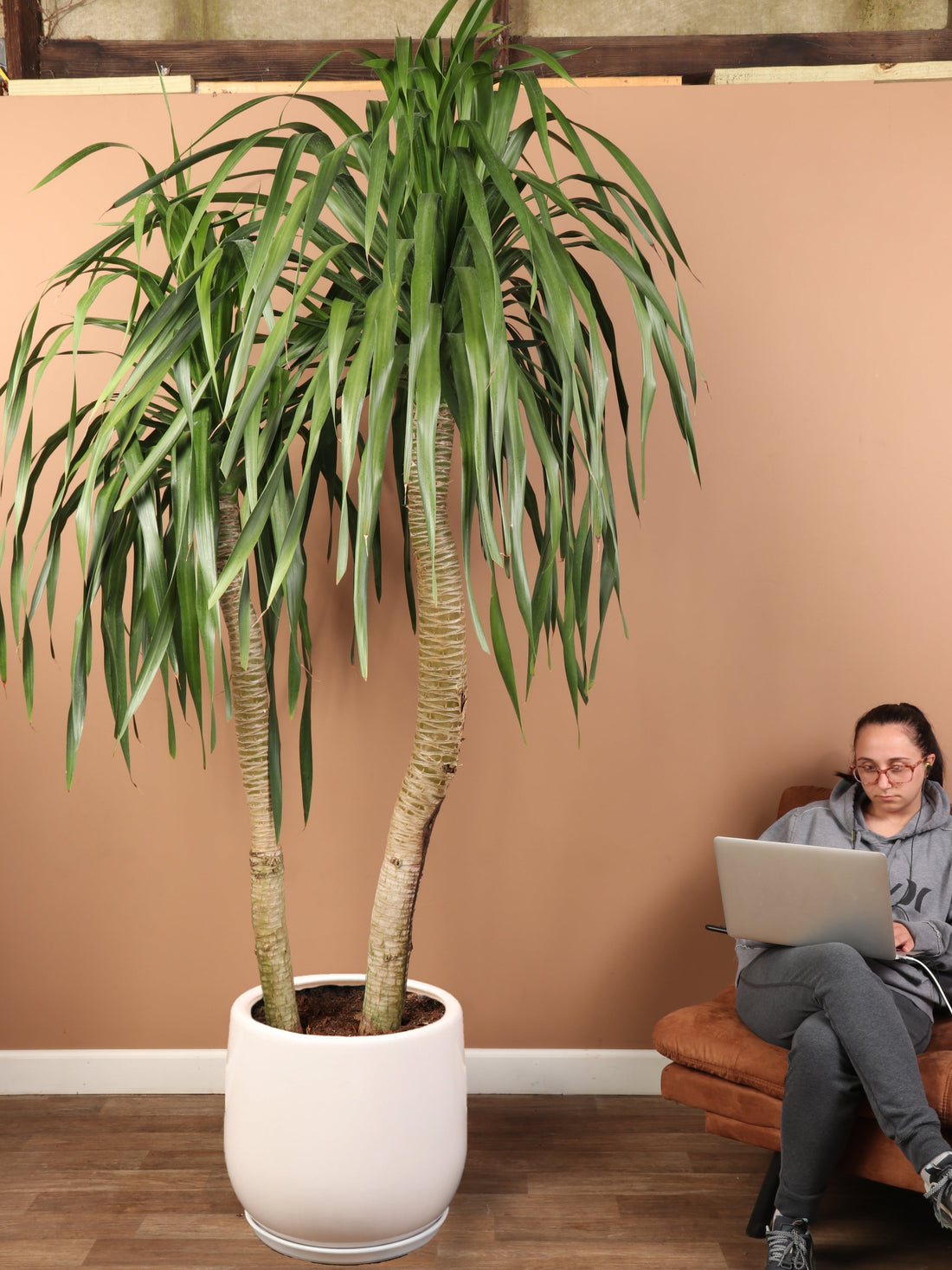 Huge Dracaena &