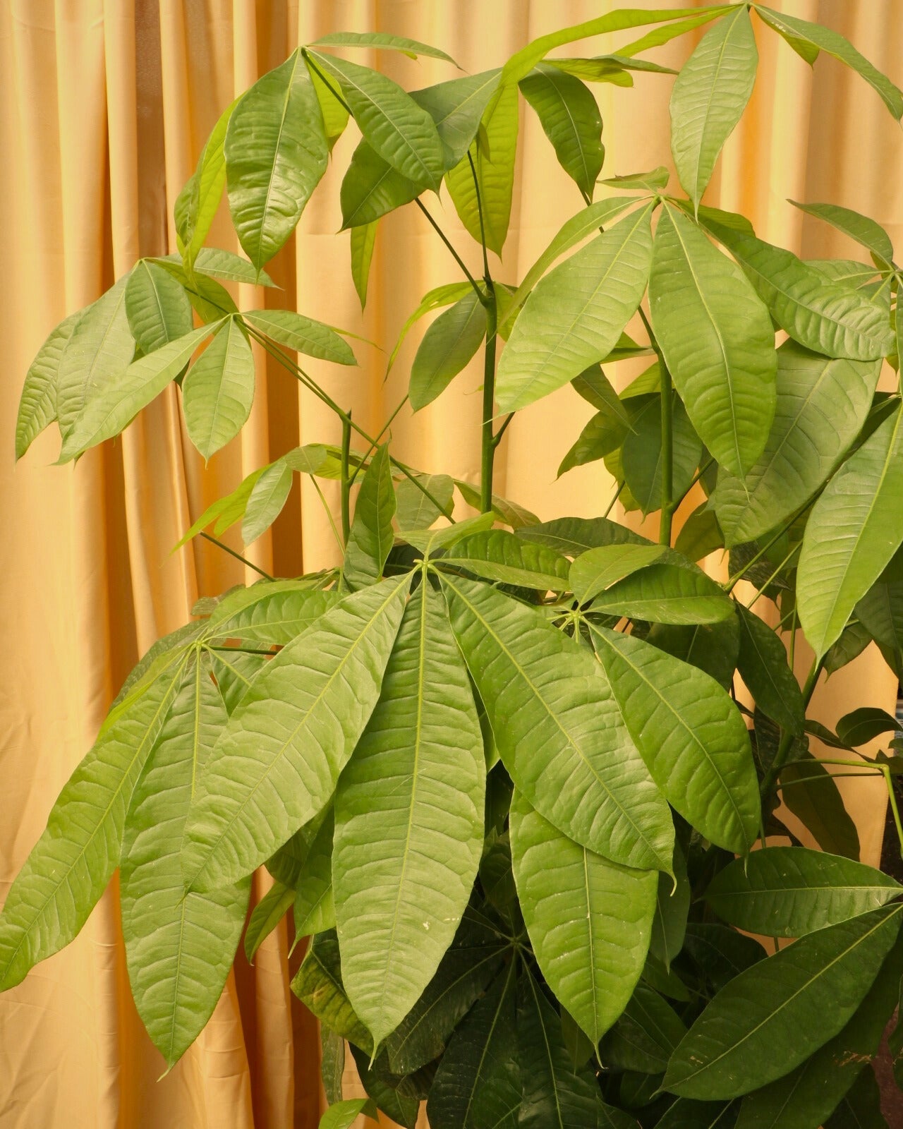 Huge Money Tree