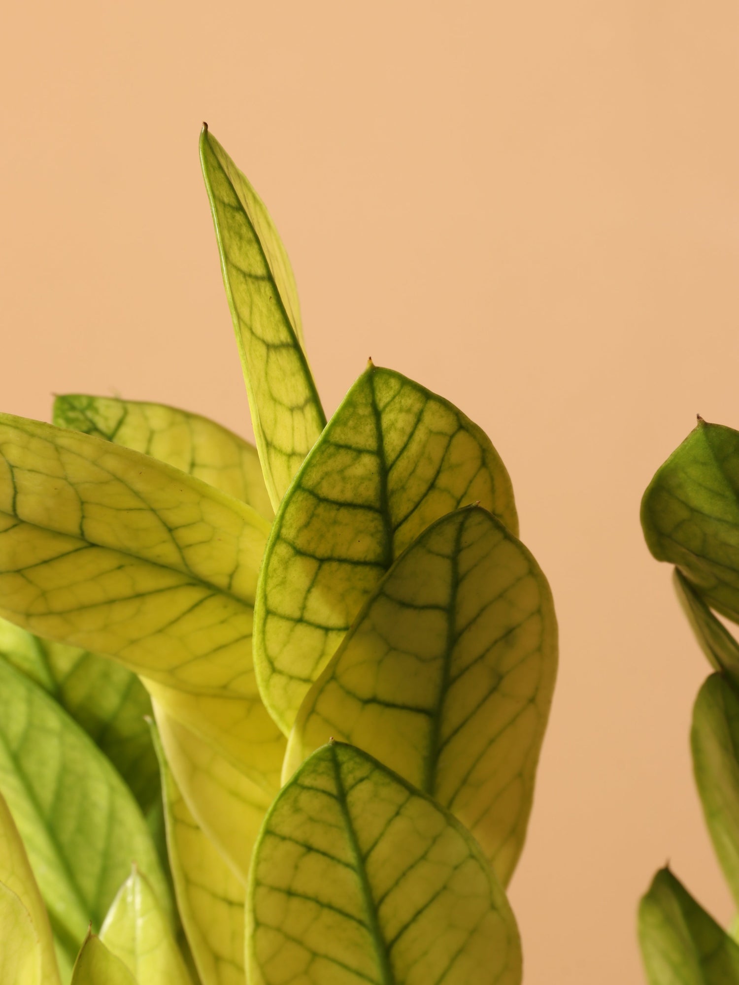 Medium ZZ Plant &