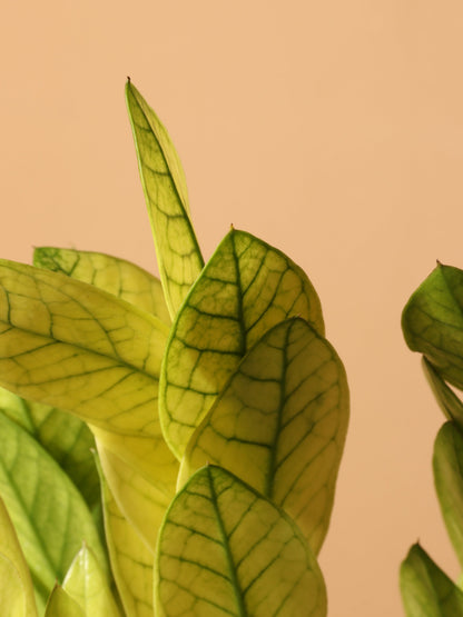 Medium ZZ Plant &