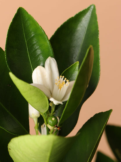 Large Calamondin Bush