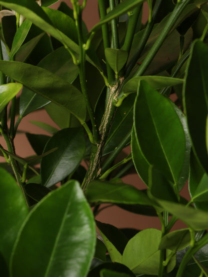 Large Calamondin Bush
