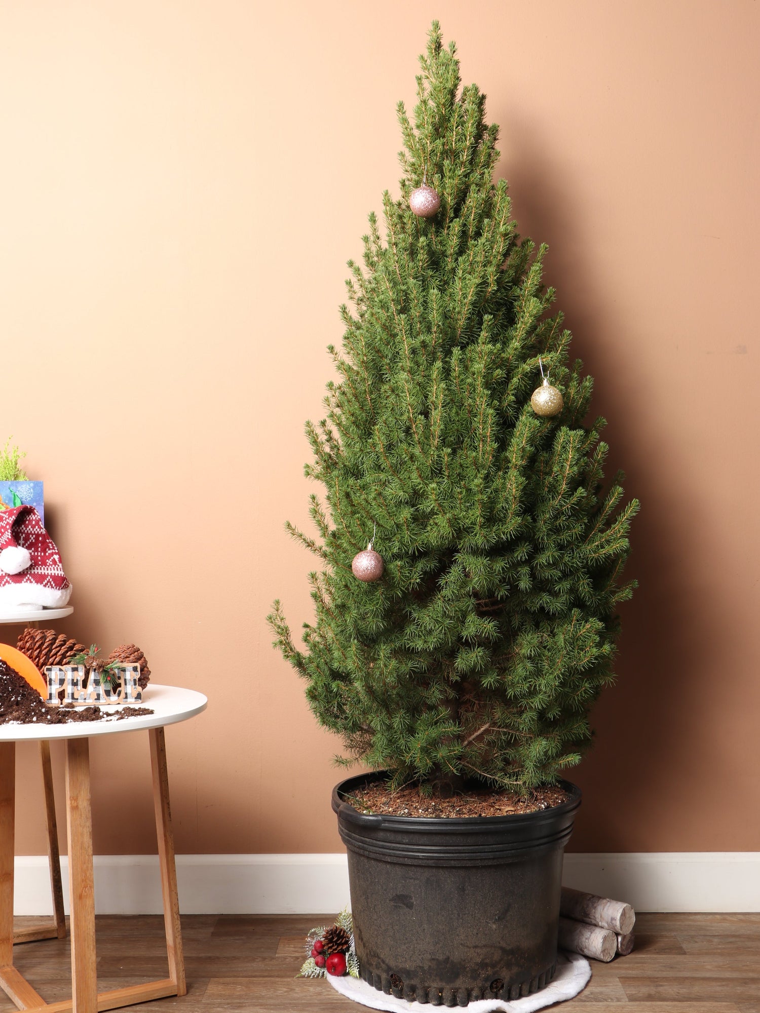 Full Size Christmas Tree (Fir)