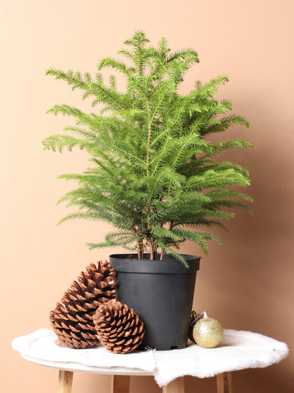 Medium Norfolk Island Pine