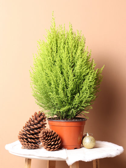 Medium Neon Christmas Tree (Lemon Cypress)