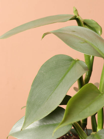 Medium Philodendron Silver Sword (Hastatum)