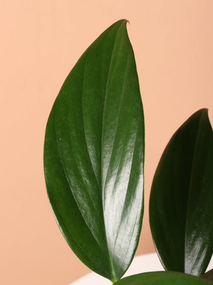 Medium Philodendron Dragon Tail (Rhaphidorphora decursiva)