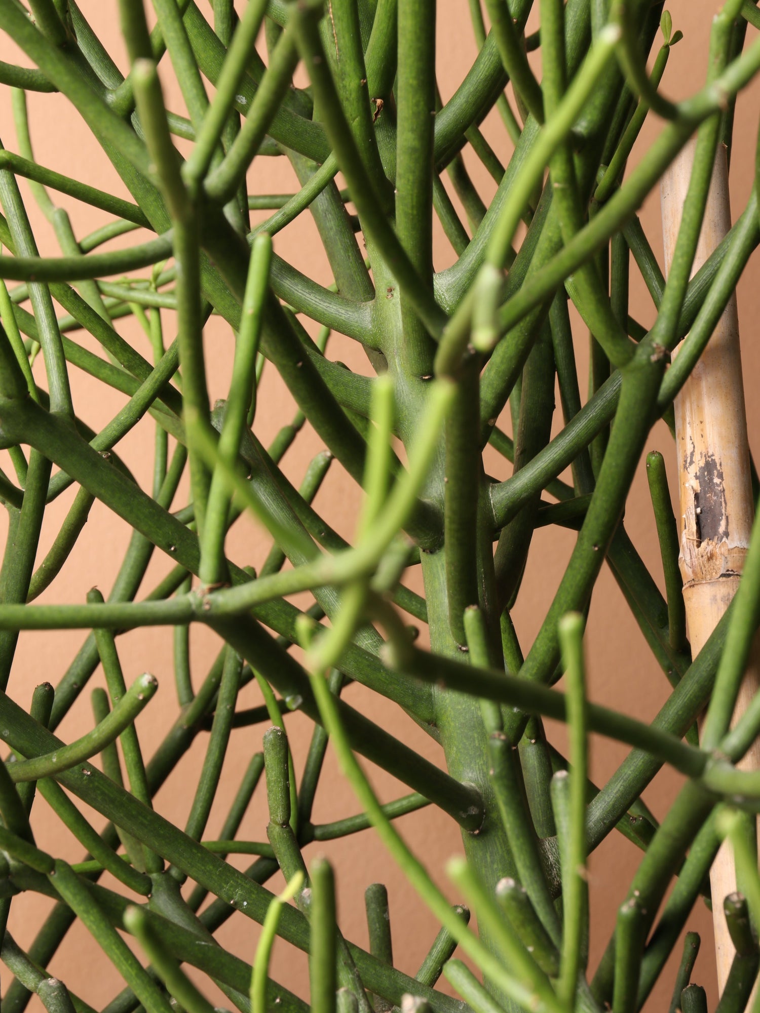 Large Pencil Cactus