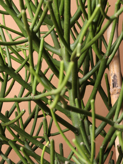 Large Pencil Cactus