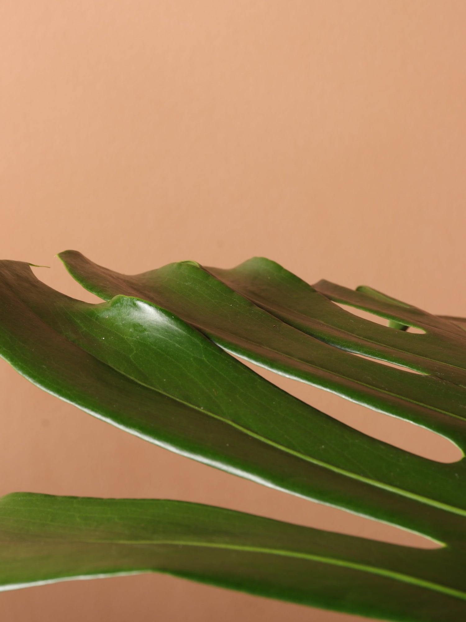 Full Size Monstera Deliciosa