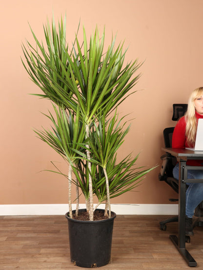 Full Size Dracaena &
