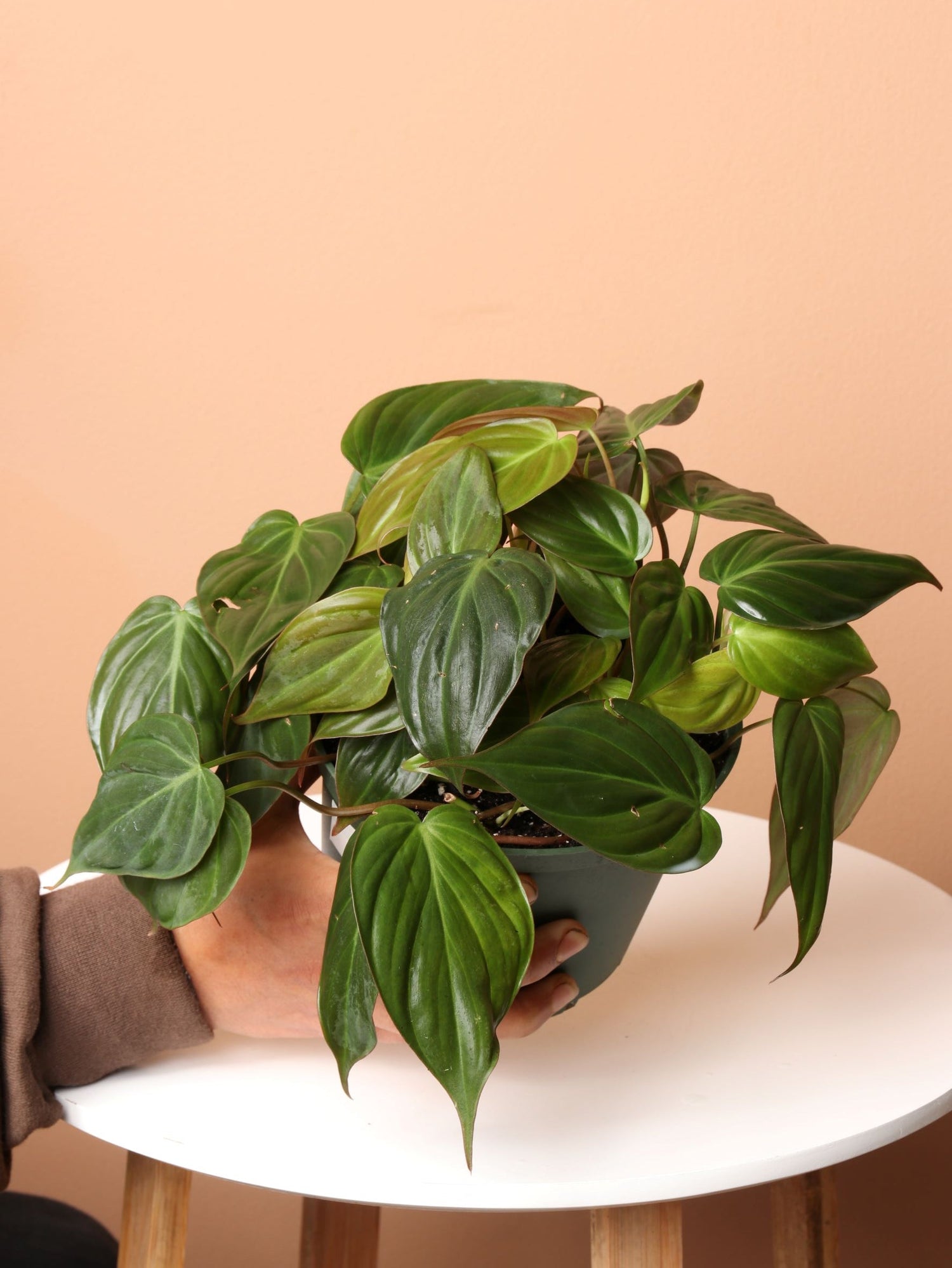 Medium Philodendron Micans