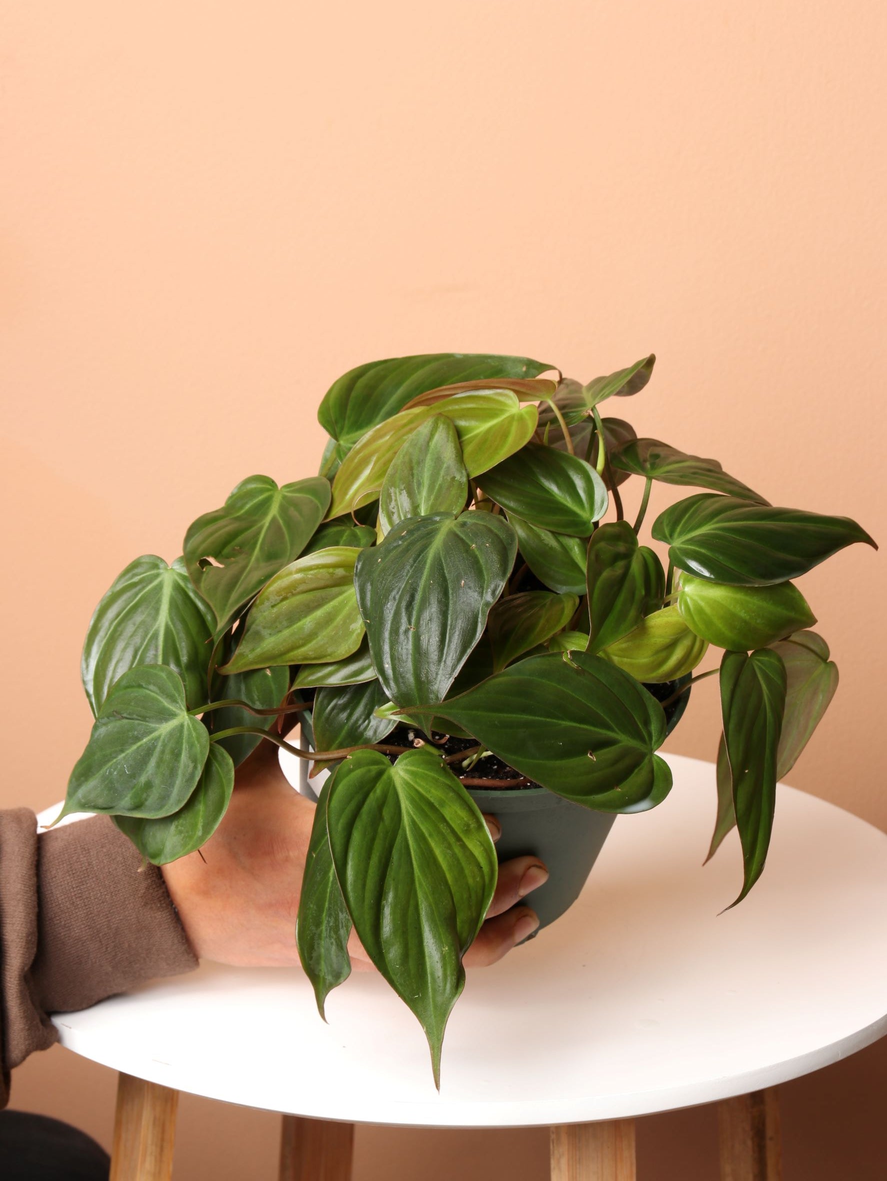 Medium Philodendron Micans