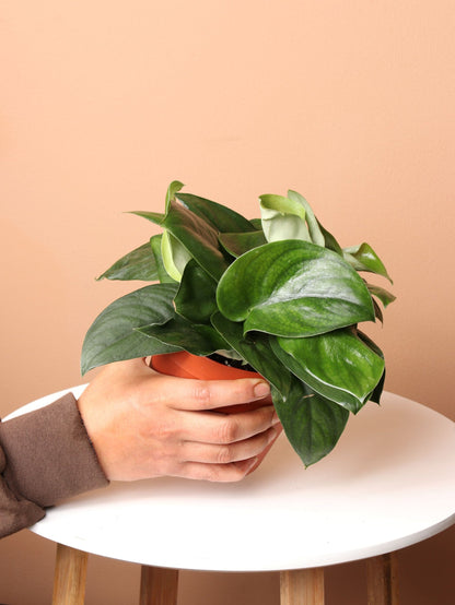 Medium Silver Pothos (Scindapsus &