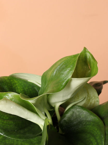 Medium Silver Pothos (Scindapsus &