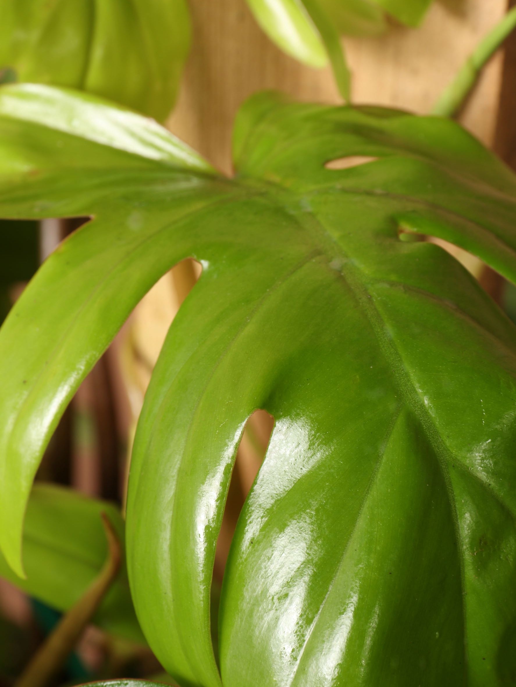 Large Philodendron &