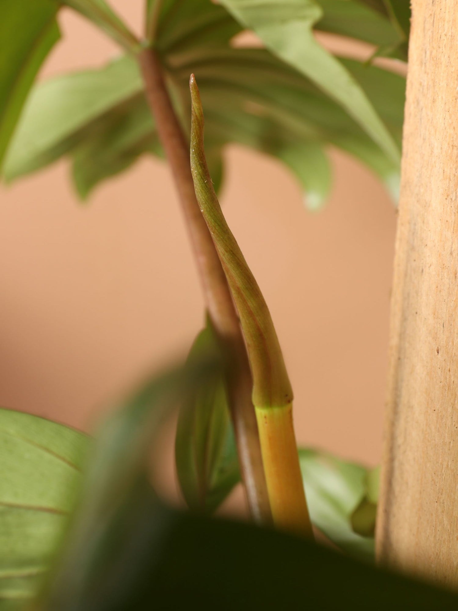 Large Philodendron &