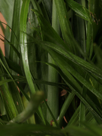 Full Size Bamboo Palm