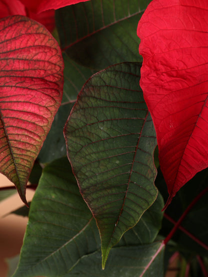 Full Size Red Poinsettia