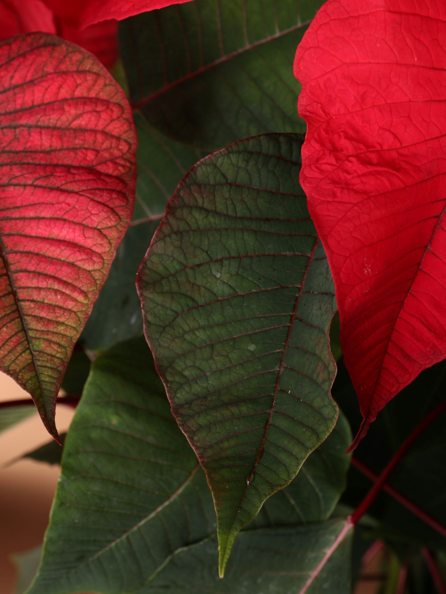 Medium Red Poinsettia