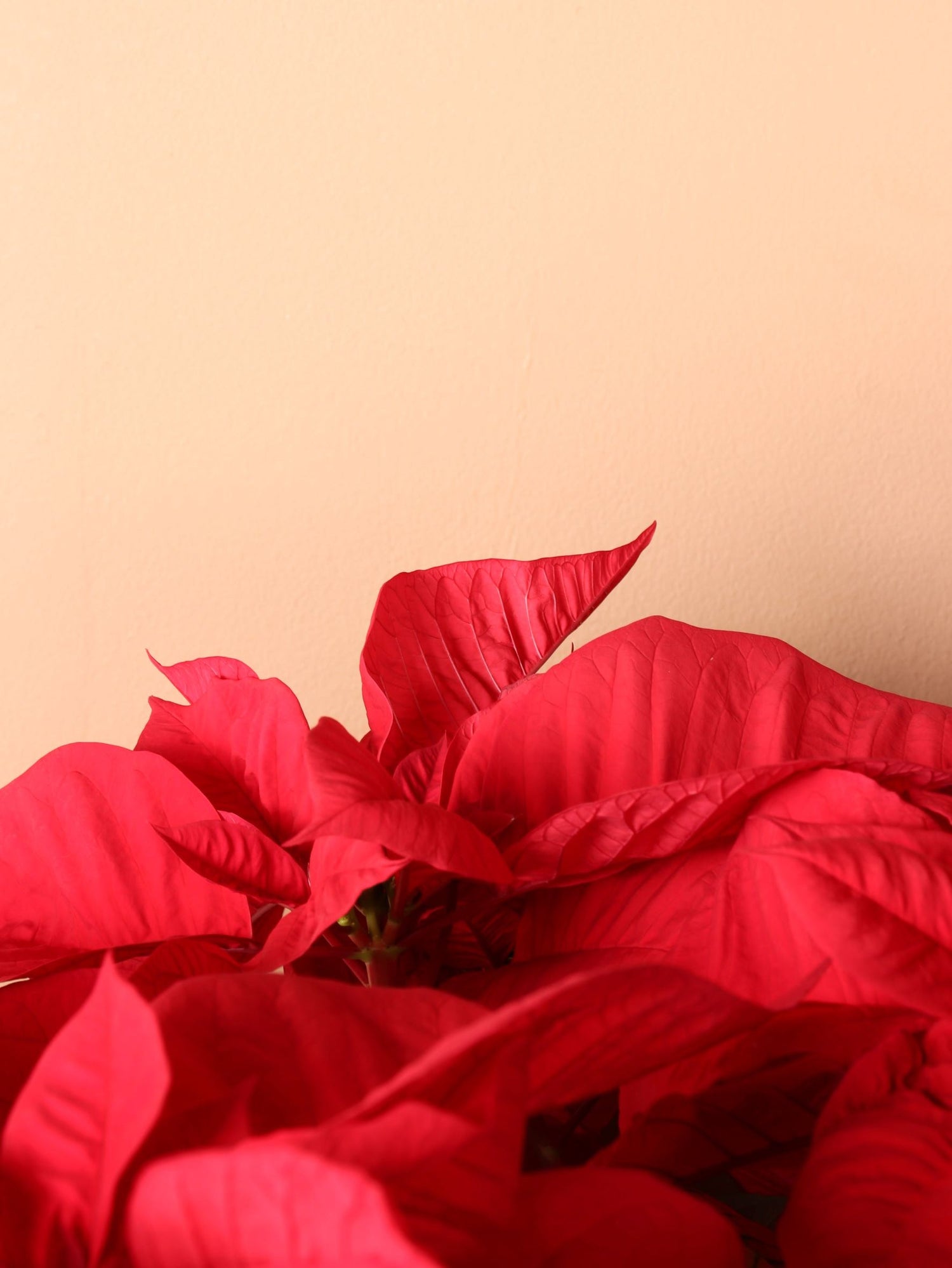 Large Red Poinsettia
