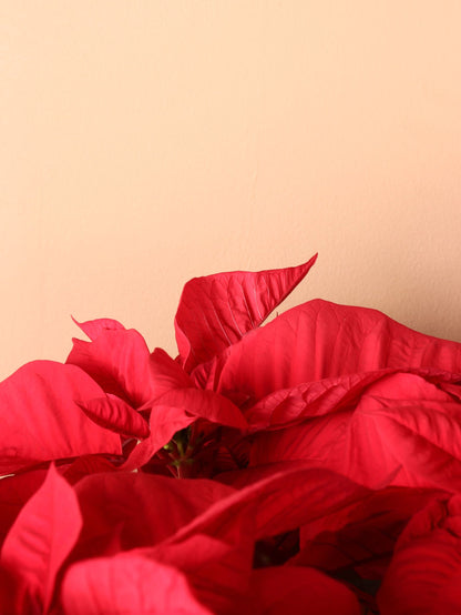 Large Red Poinsettia