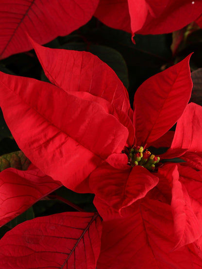 Full Size Red Poinsettia