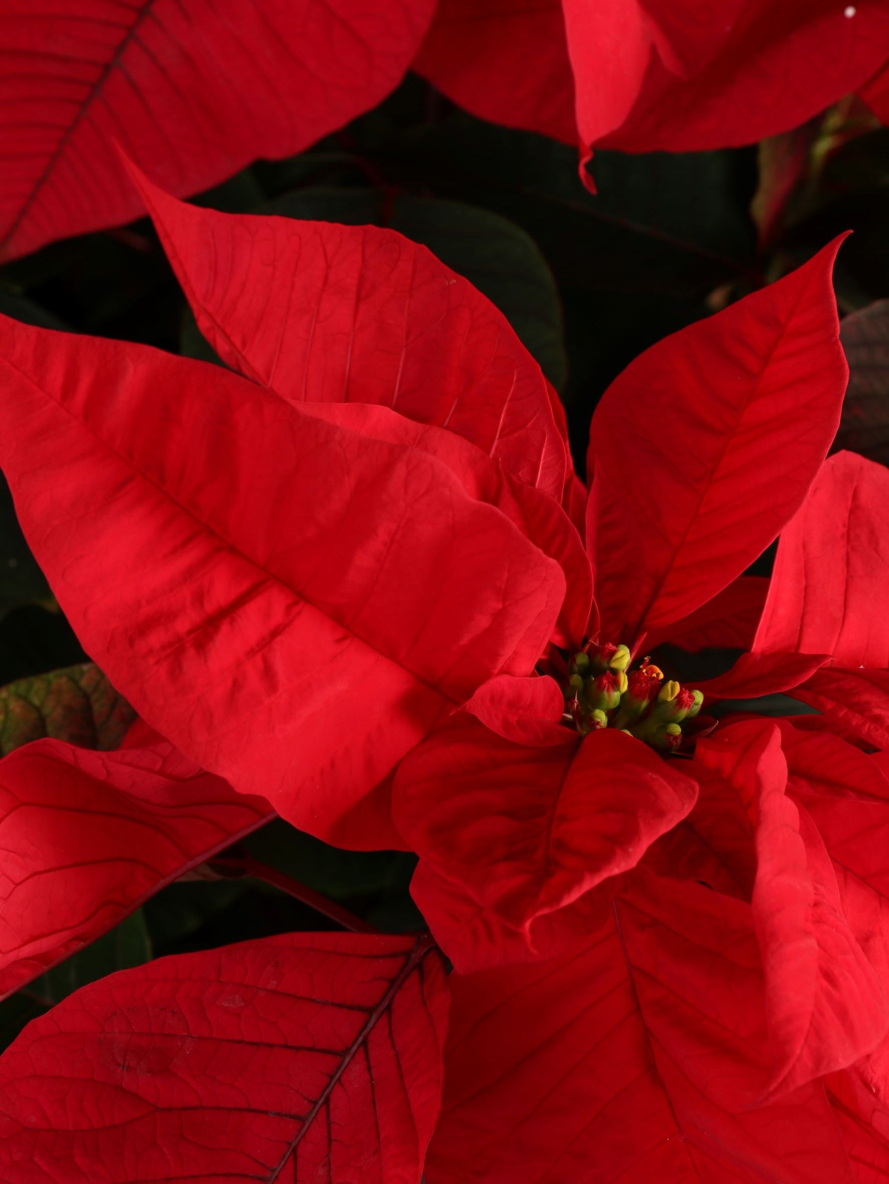 Large Red Poinsettia