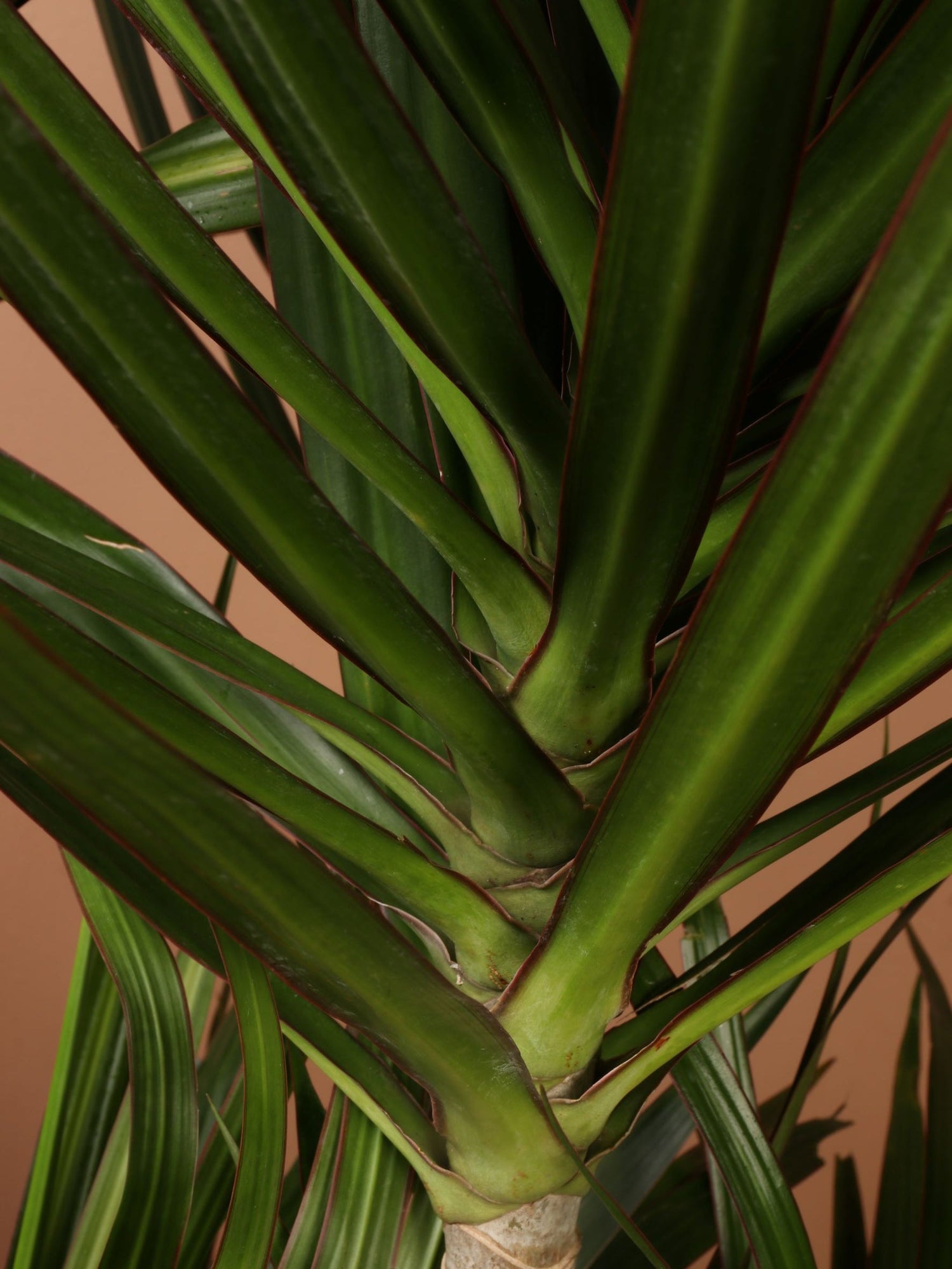 Full Size Dracaena &