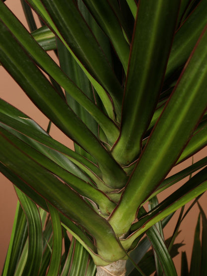 Full Size Dracaena &