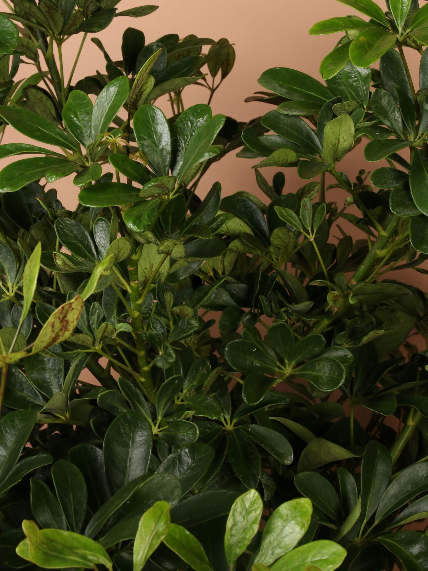 Full Size Schefflera &