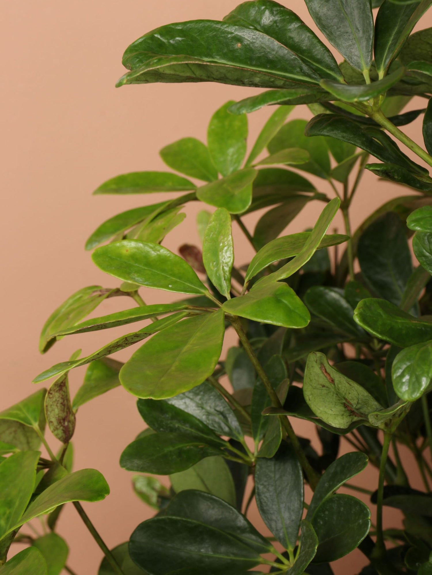 Full Size Schefflera &