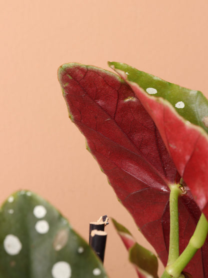 Medium Begonia &