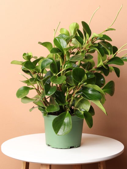 Medium Baby Rubber Plant (Peperomia &