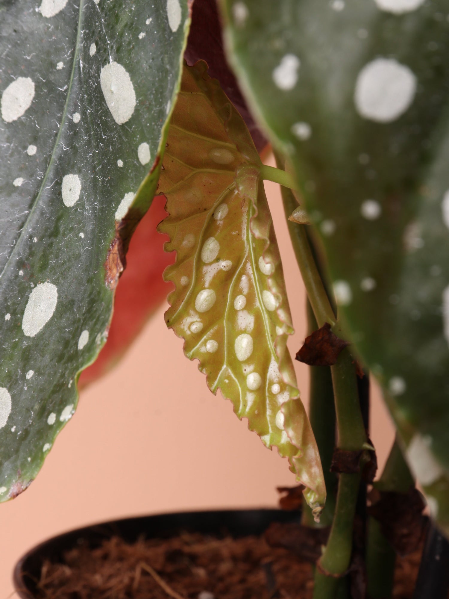 Medium Begonia &