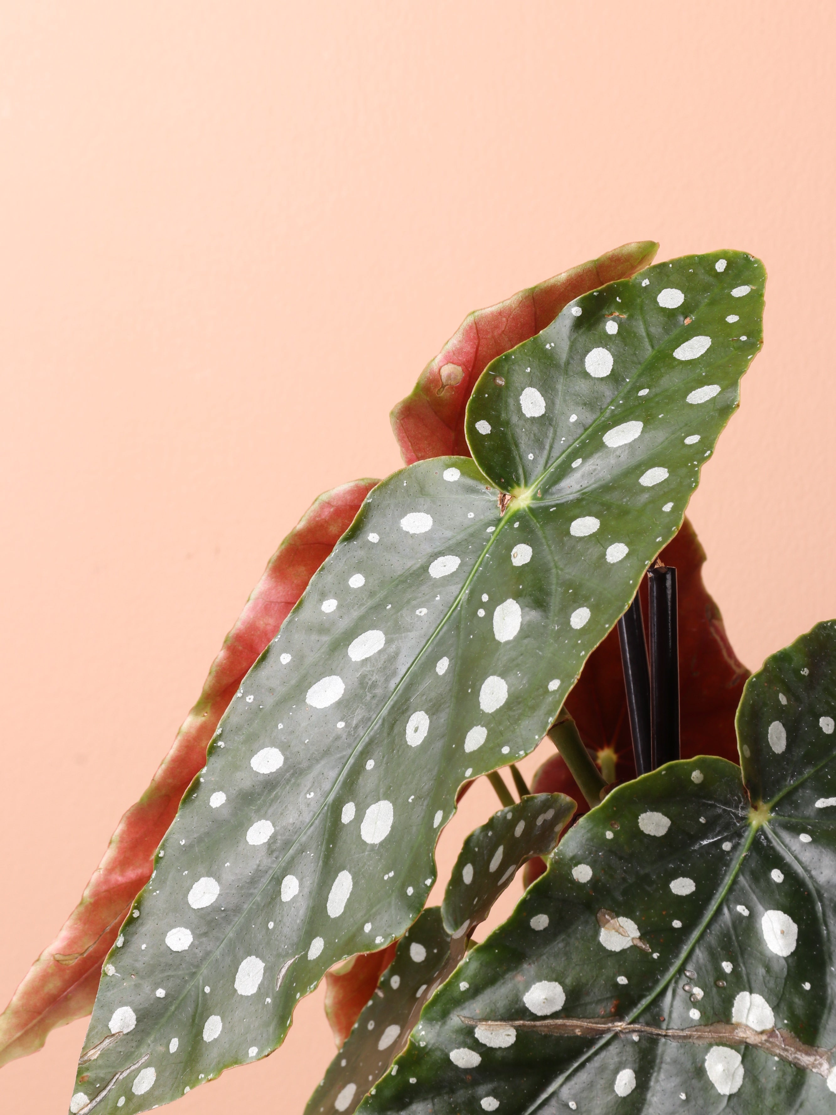 Medium Begonia &