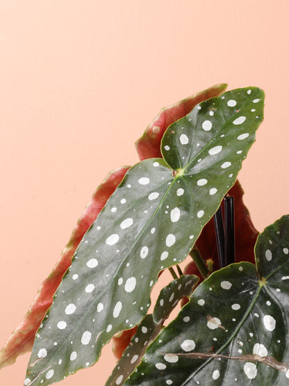 Medium Begonia &