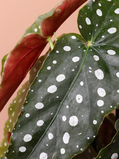 Medium Begonia &