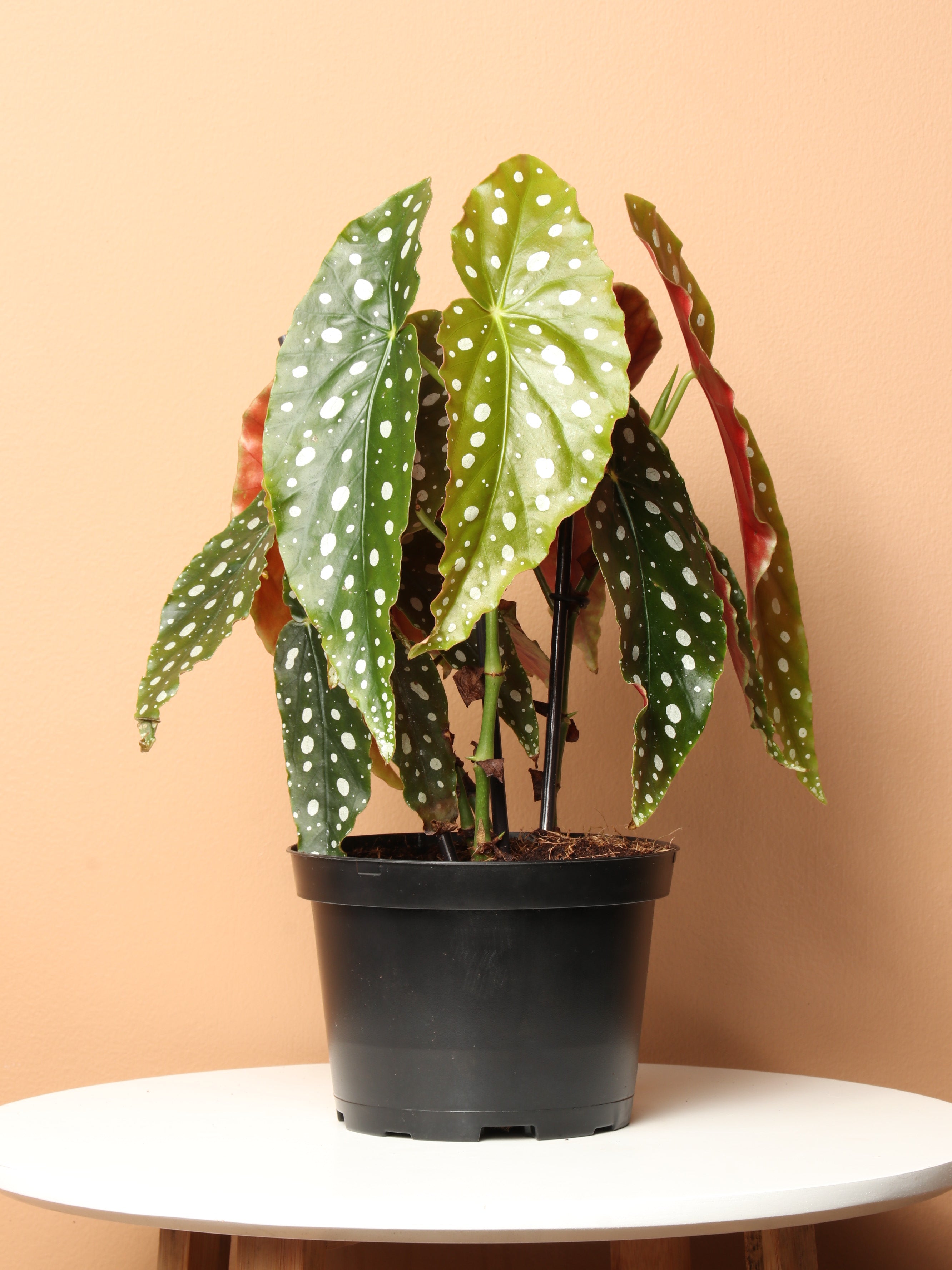 Medium Begonia &