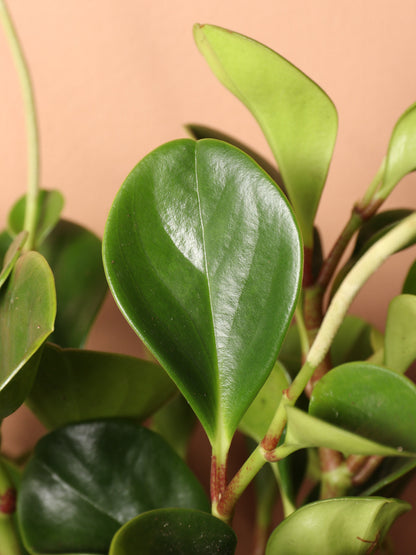 Medium Baby Rubber Plant (Peperomia &
