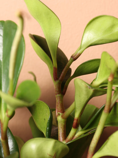 Medium Baby Rubber Plant (Peperomia &