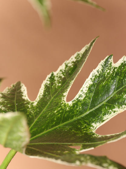 Medium Spider Web Aralia &