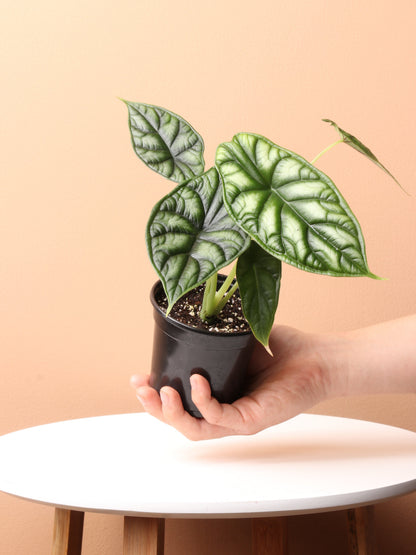 Medium Alocasia Dragon Scale