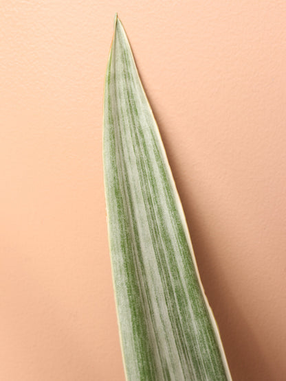 Large Snake Plant &