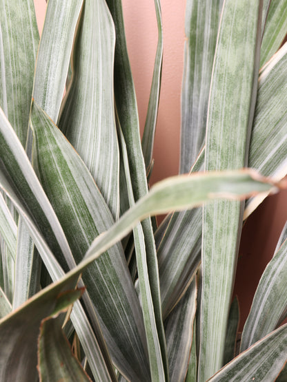 Large Snake Plant &