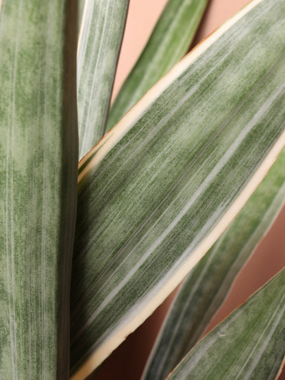 Large Snake Plant &