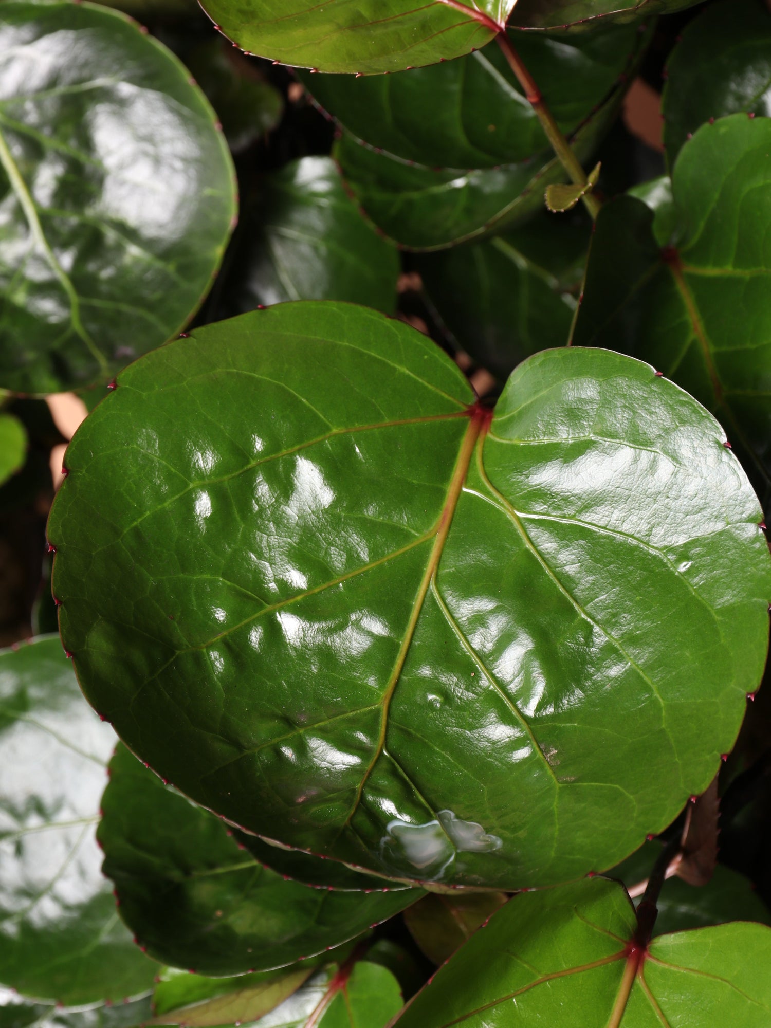 Large Fabian Aralia